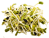 alfalfa sprouts