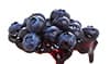blueberry pie filling