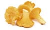 chanterelles
