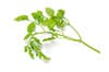 chervil leaves