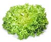 lettuce