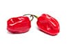 habanero chile