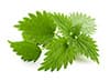 stinging nettles