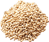 pearl barley